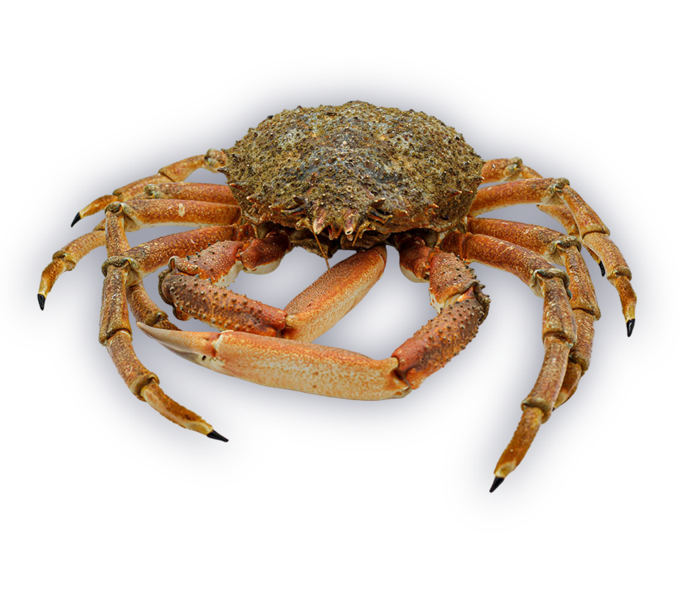 Spider crab