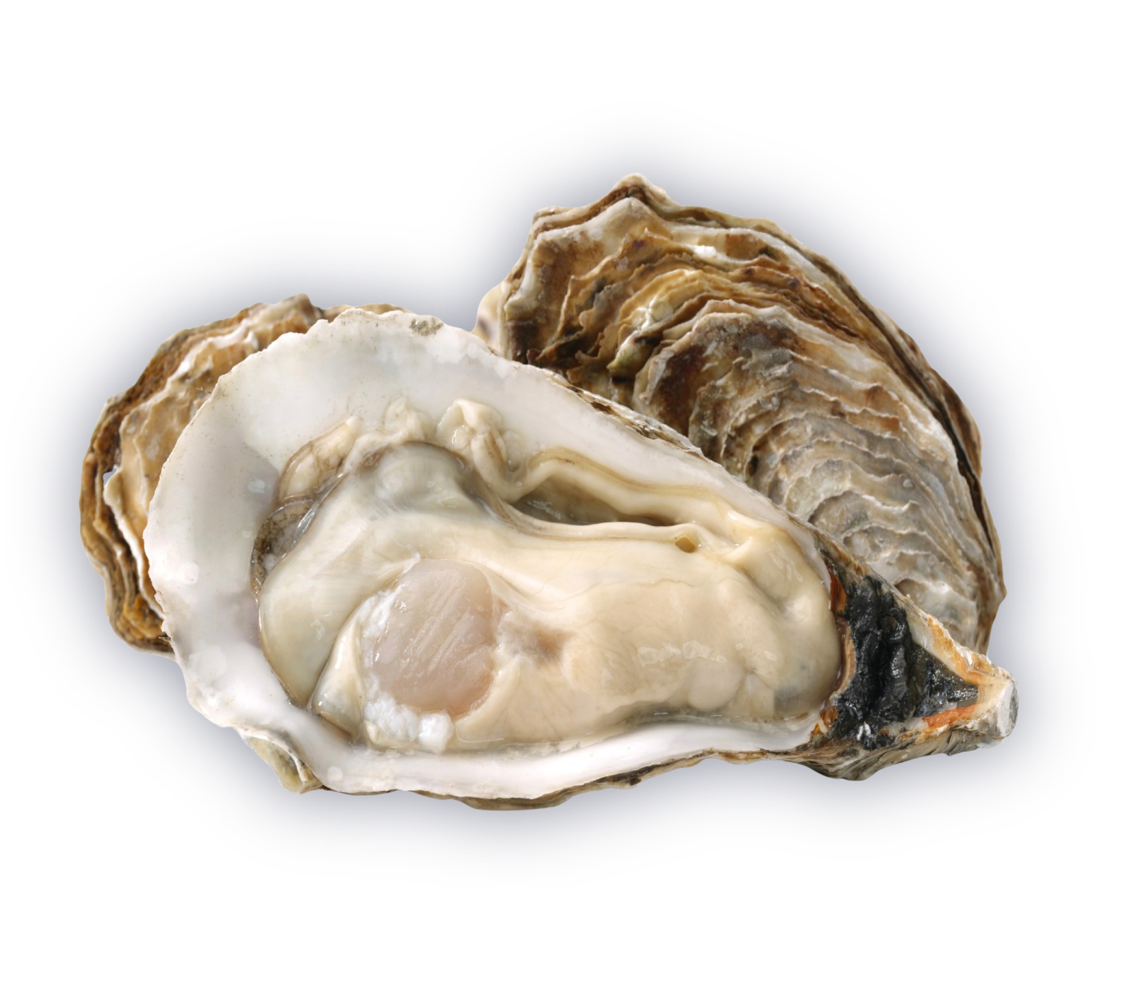 Oysters