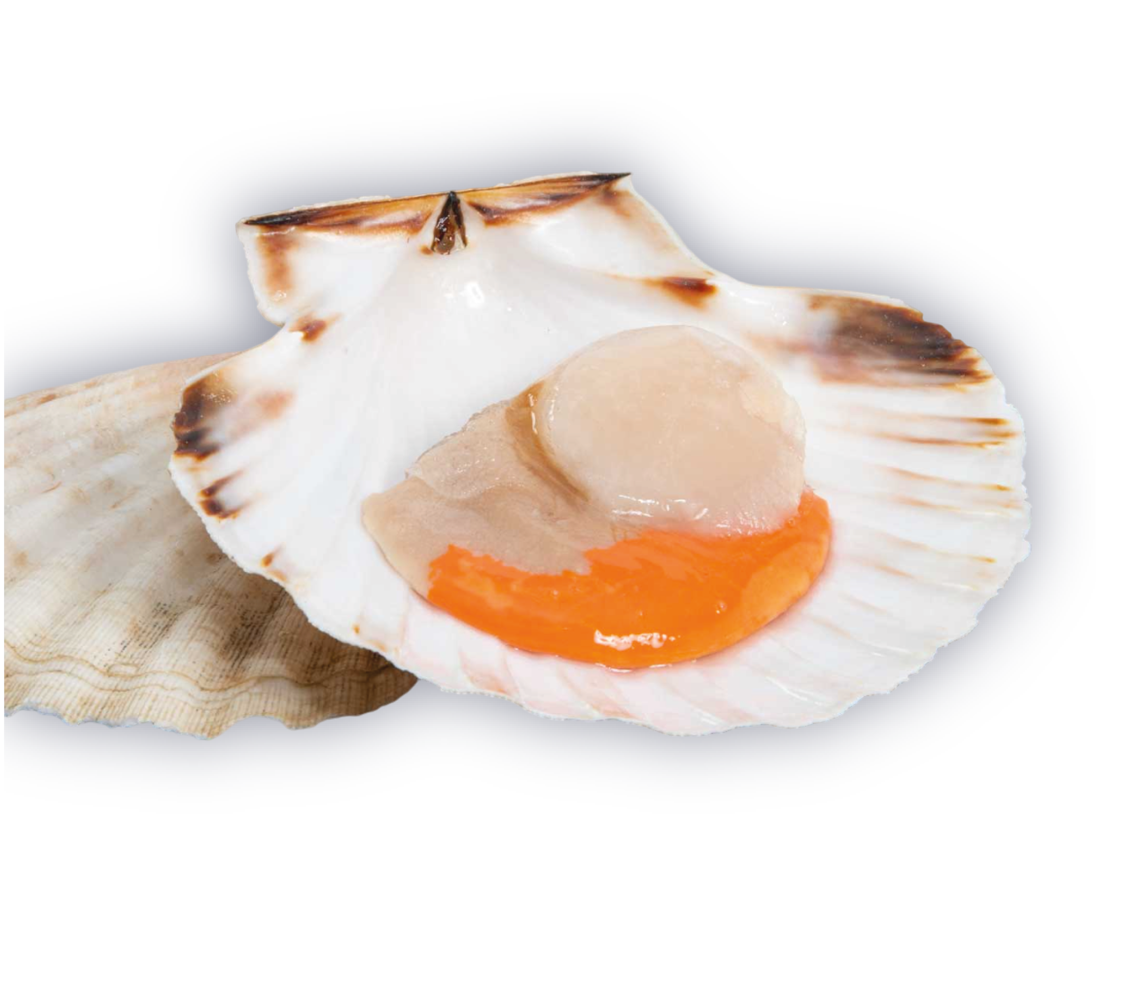 Scallop